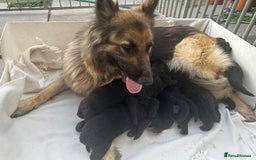 German Shepherd dogs for sale: £1000 - Image 9