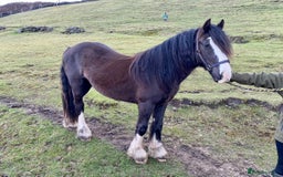 Irish Cob horses for sale: Storm 4year old ride/drive gelding  - Image 4