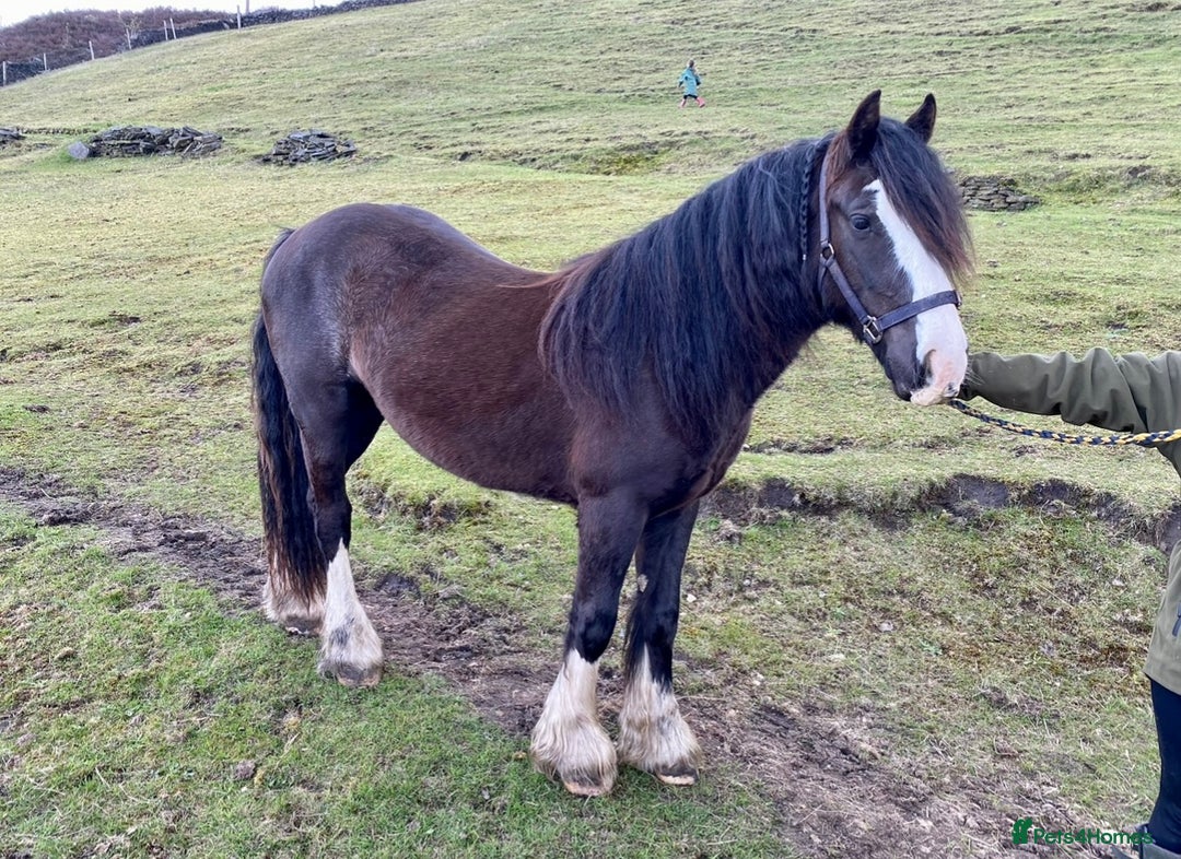 Irish Cob horses for sale: Storm 4year old ride/drive gelding  - Image 4