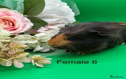 Guinea Pig rodents for sale: Adorable guinea pigs babies - Image 6