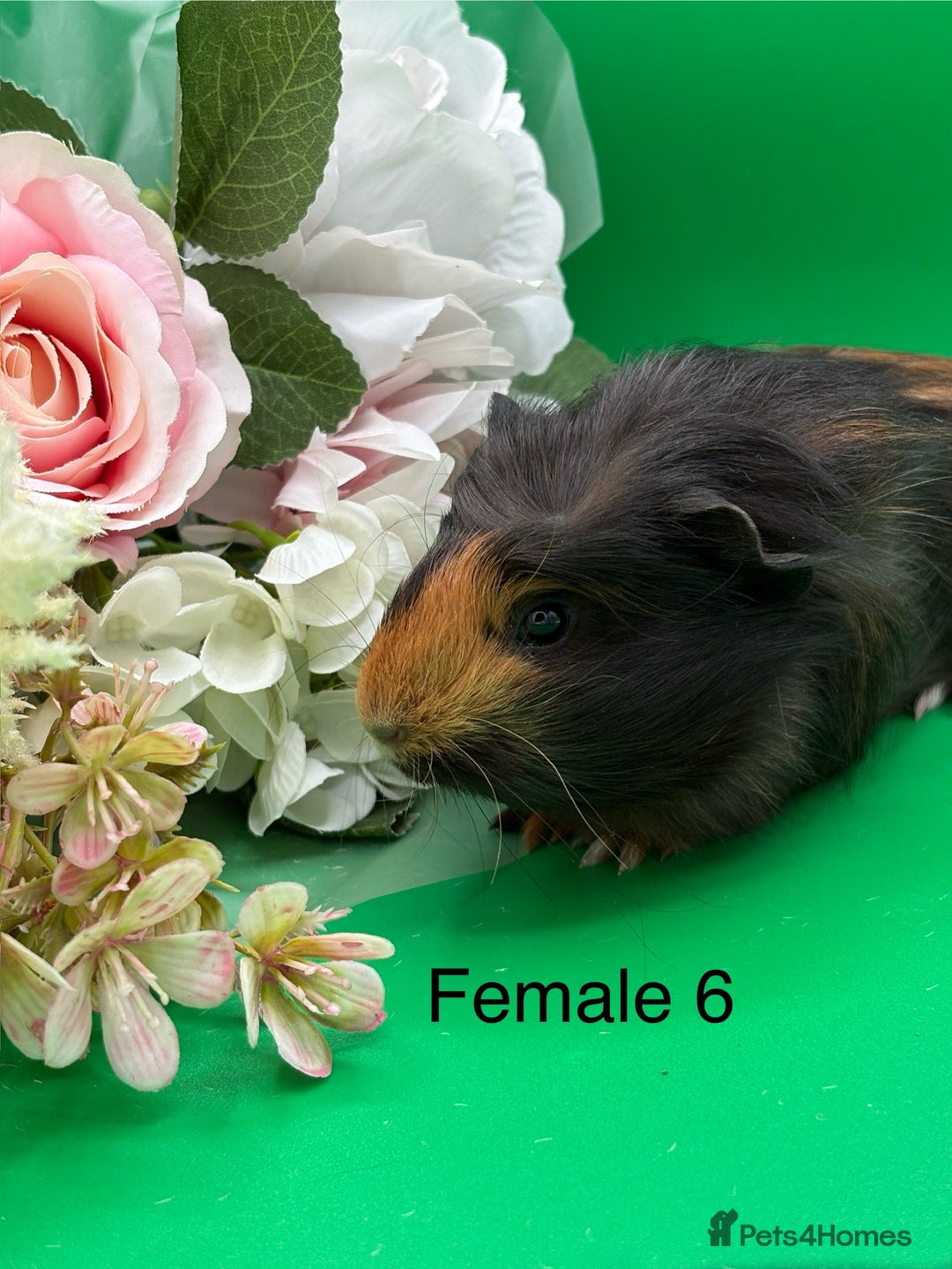 Guinea Pig rodents for sale: Adorable guinea pigs babies - Image 6