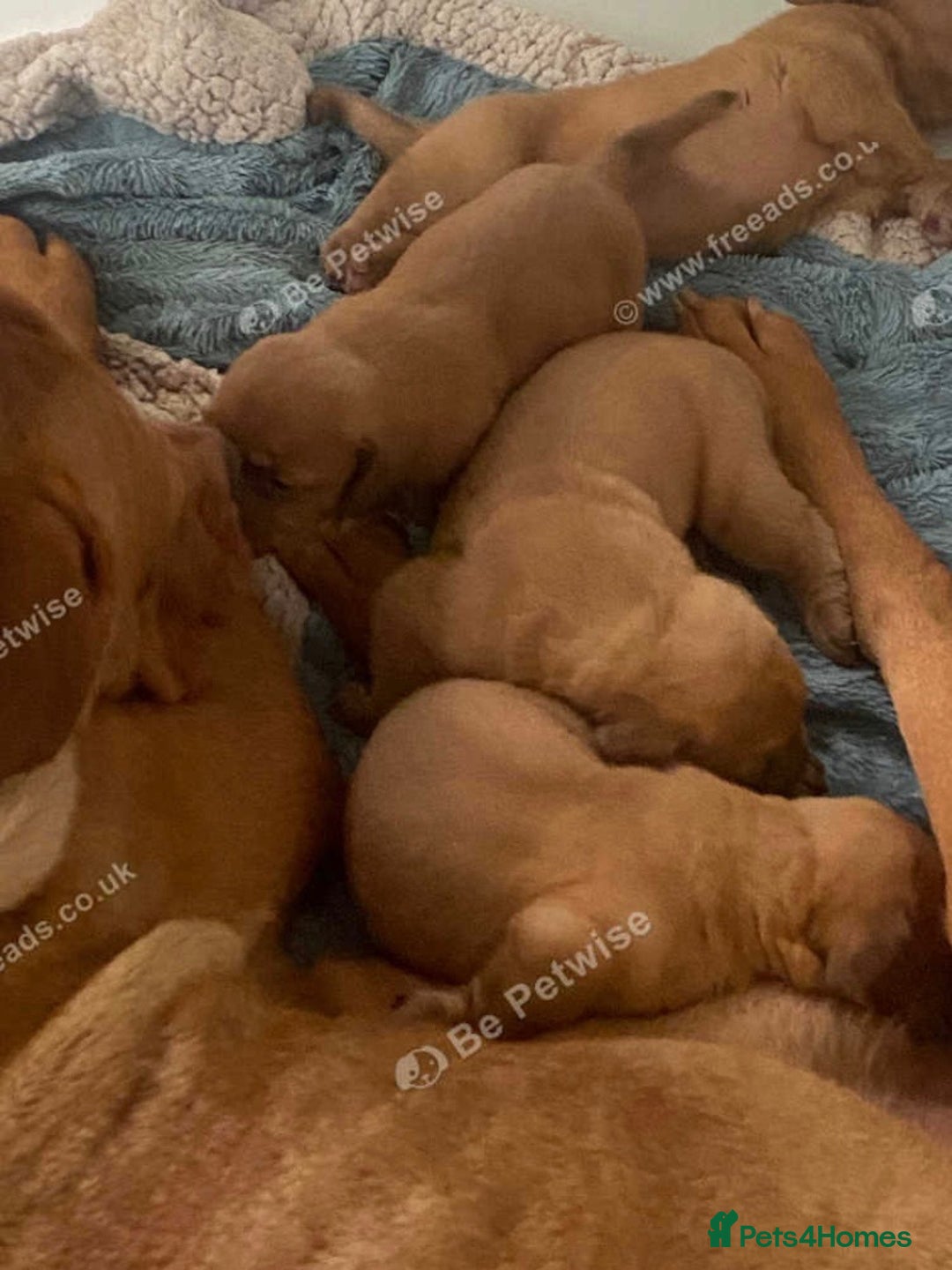 Dogue De Bordeaux dogs for sale: Dogue de Bordeaux puppy’s ready now  - Image 9
