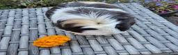 Guinea Pig rodents for sale: Beautiful Guine Pig Sows - Advert 4