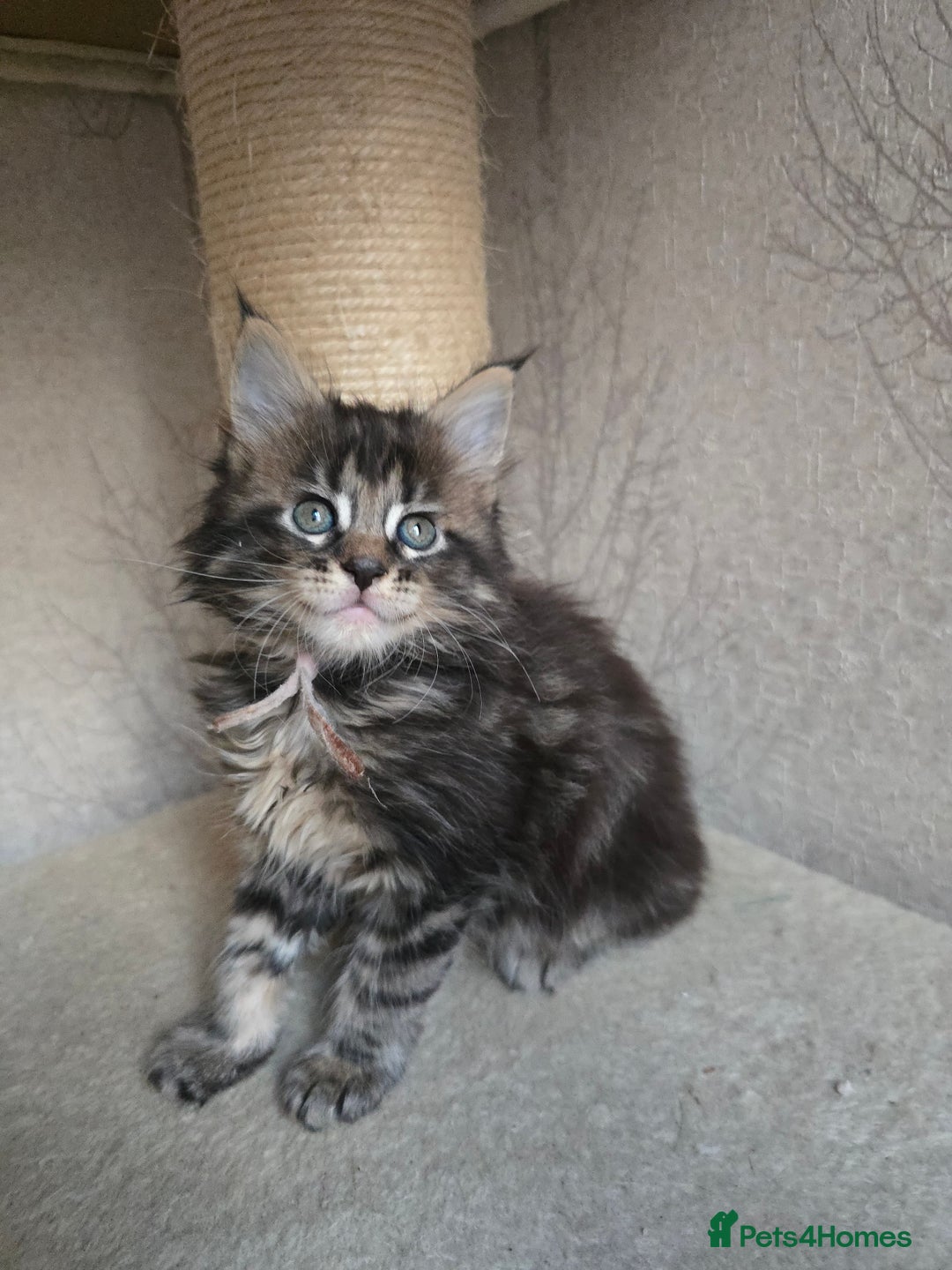 Maine Coon cats for sale: Beautiful TICA Pedigree Maine Coon Kittens - Advert 23