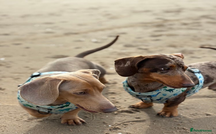 Miniature Dachshund dogs - Advert 2