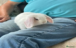 Mini Lop rabbits for sale: This is last blue eyed white boy and 3 babies  - Image 2