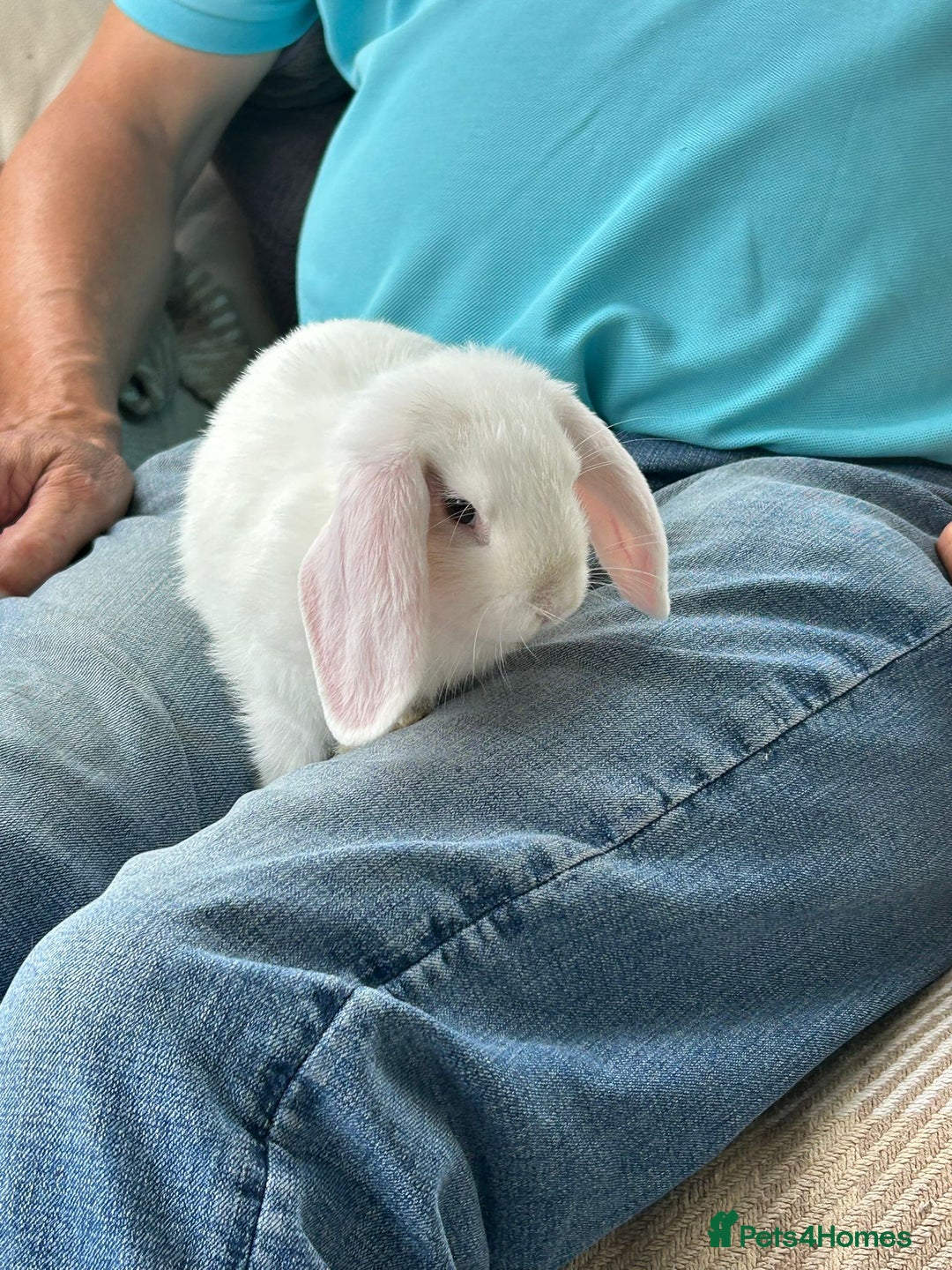 Mini Lop rabbits for sale: This is last blue eyed white boy and 3 babies  - Image 2