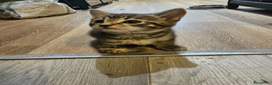 Mixed Breed Kitten 2