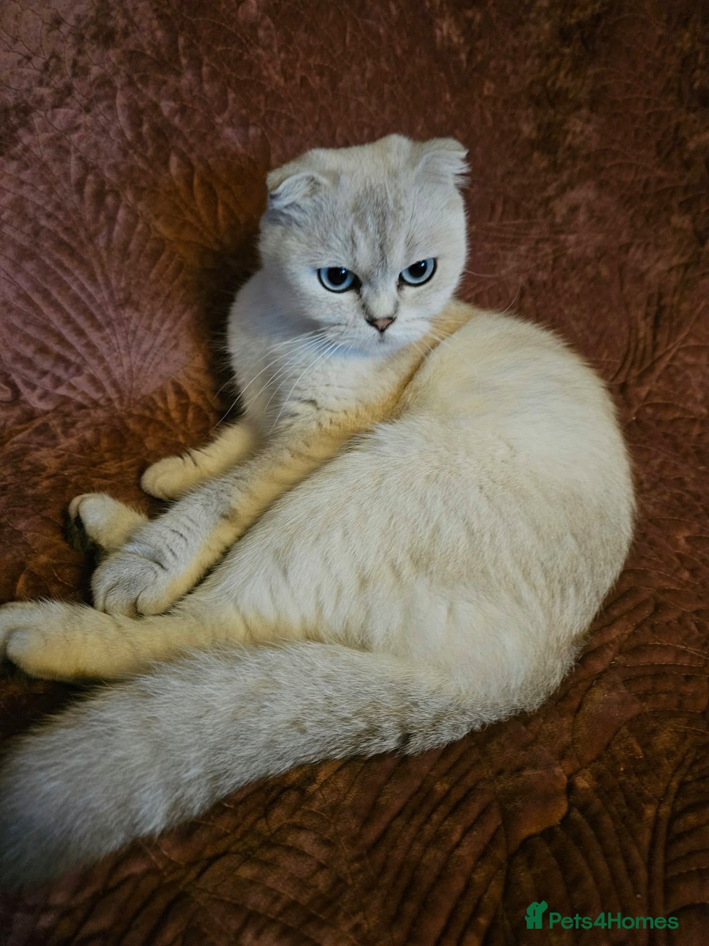 Mixed Breed cats BEAUTIFUL SCOTTISH FOLD X BRITISH SHORTHAIR - Advert 2