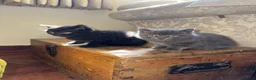 Russian Blue cats for sale: Beautiful Russian blue British shorthair cross  in Godalming - Advert 7