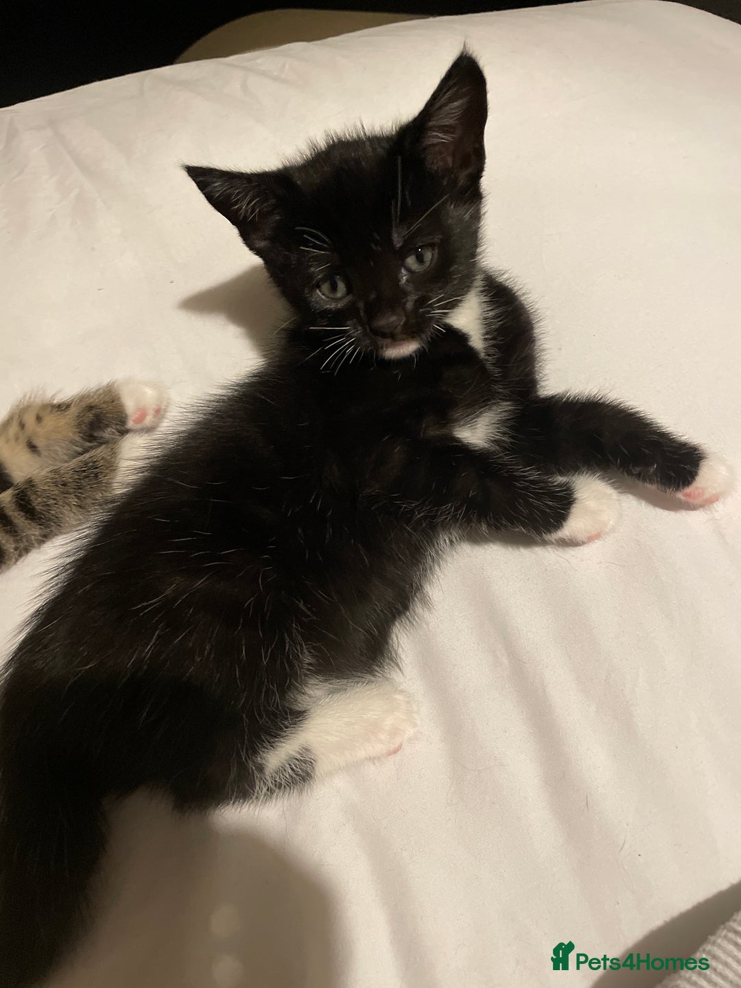 Mixed Breed cats for sale: Kittens for sale - Advert 4