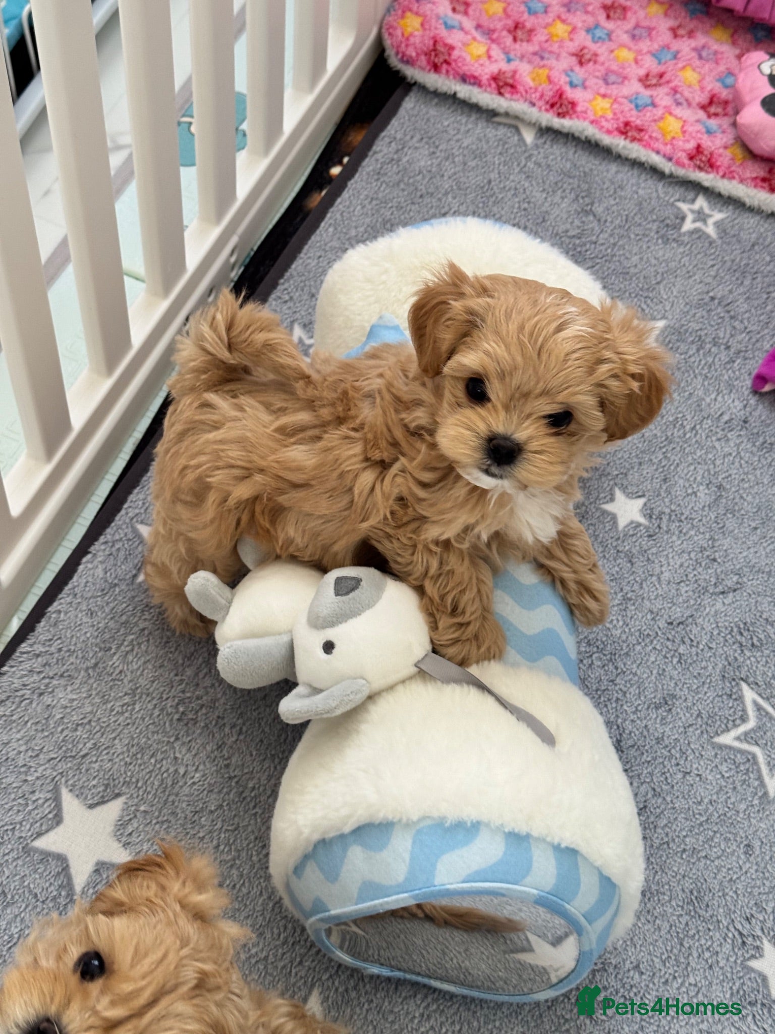 Maltipoo dogs 💎  Luxury  Asian  Maltipoo DNA Tested  Parents 💎 - Advert 10