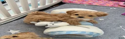 Maltipoo dogs for sale: 💎🧸  Quality Asian Maltipoo DNA clear💎🧸   - Advert 29