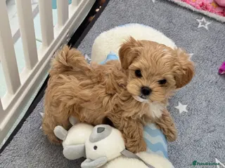 Maltipoo dogs 💎 Luxury Asian Maltipoo DNA Tested Parents 💎 - Advert 10