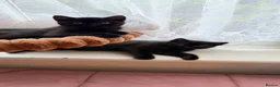 British Shorthair cats for sale: Beautiful x2 black female kittens £400 for both - Advert 7
