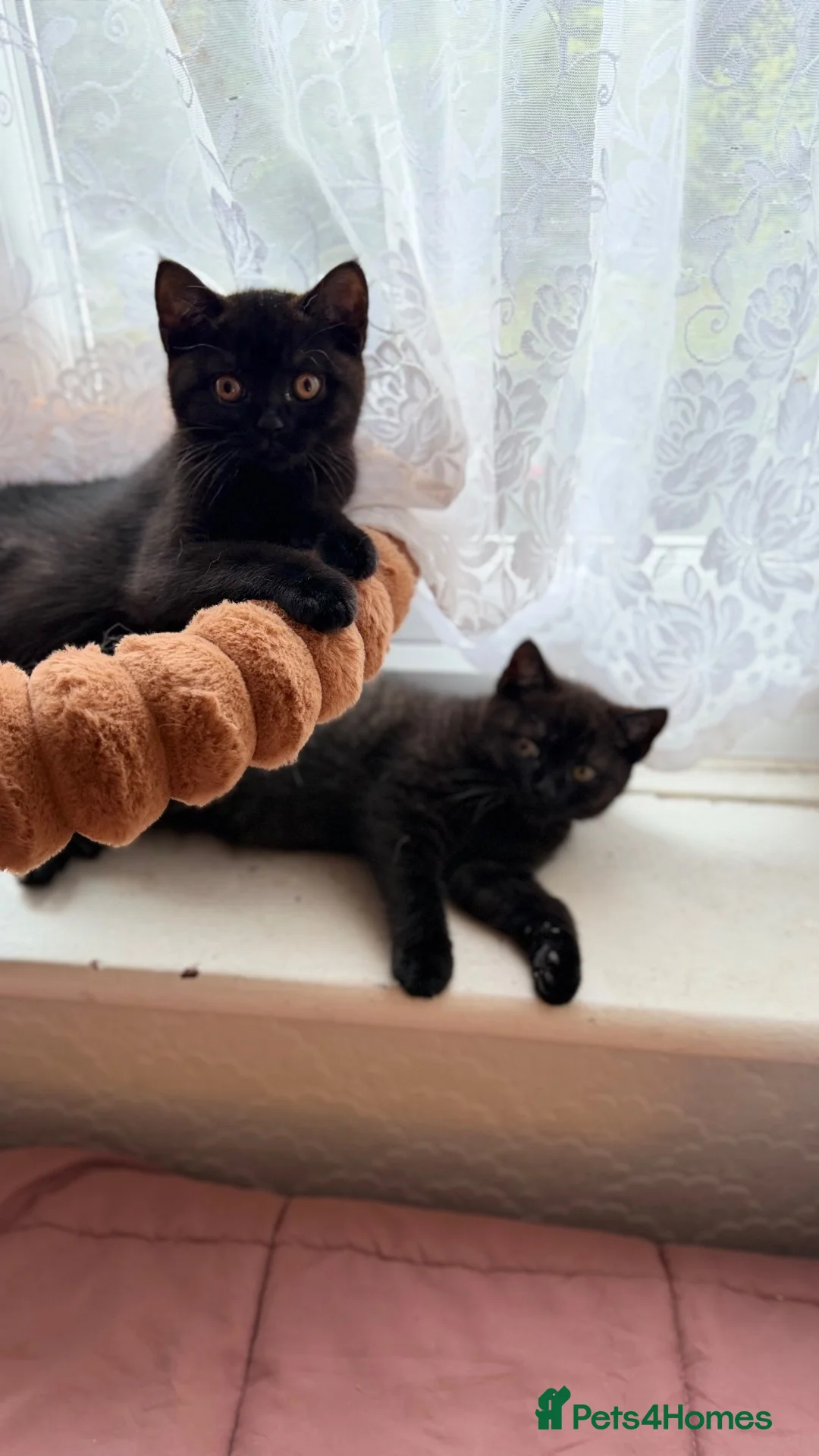 British Shorthair cats for sale: Beautiful x2 black female kittens £400 for both - Advert 7