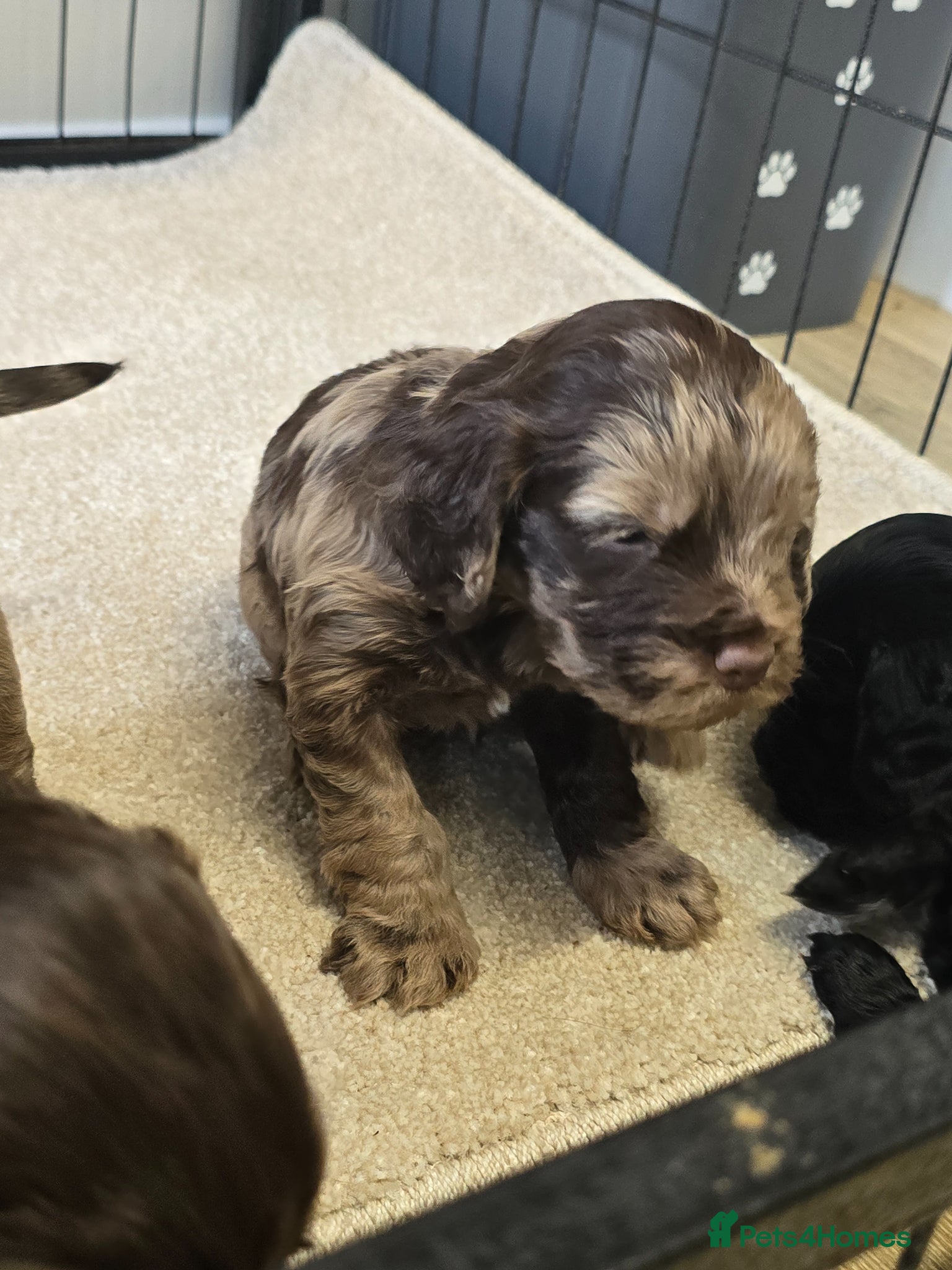 Cockapoo dogs Cockapoo  - Advert 7