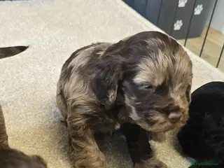 Cockapoo dogs Cockapoo - Advert 7