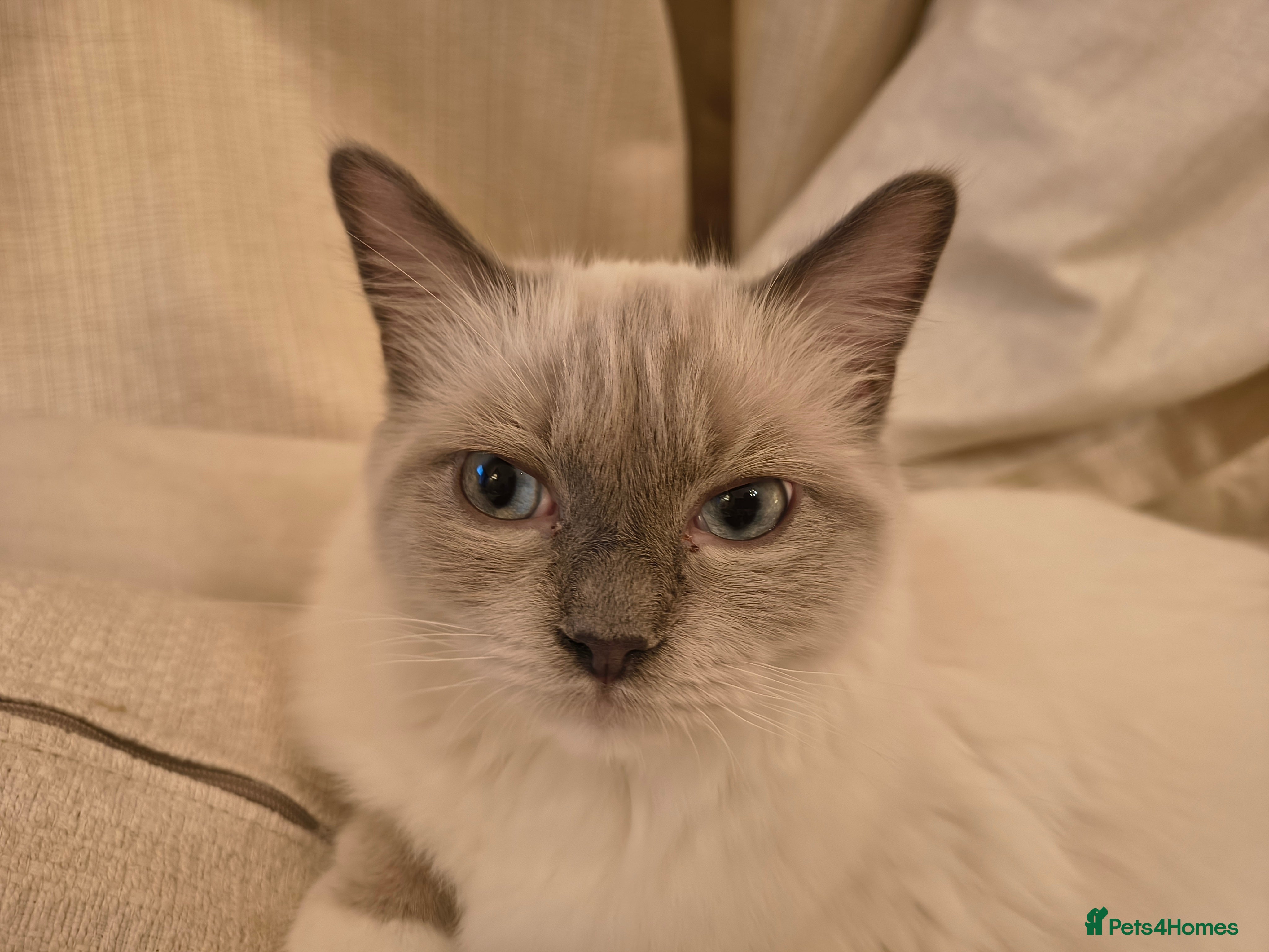 Ragdoll cats PEDIGREE RAGDOLL TICA REGISTERED - Advert 9
