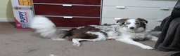 Border Collie dogs for sale: KC registered border collie puppies  in Dunstable - Advert 2