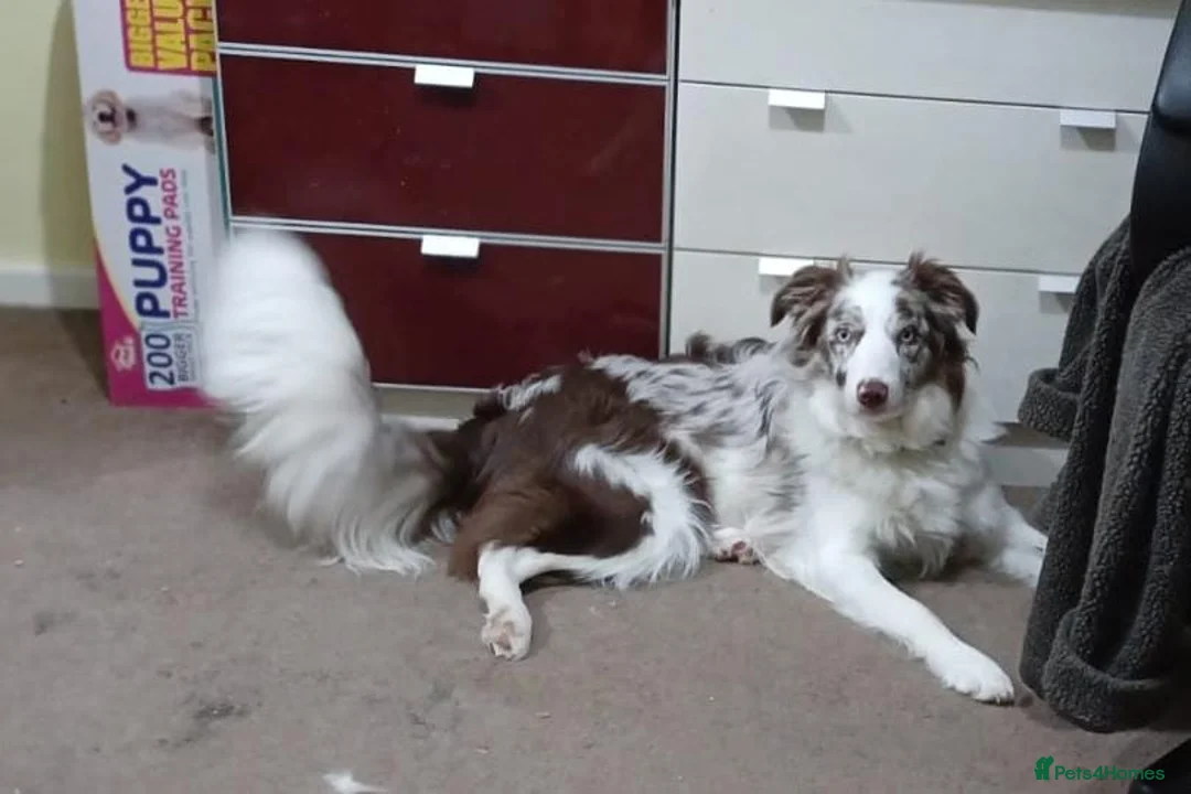 Border Collie dogs for sale: KC registered border collie puppies  in Dunstable - Advert 2