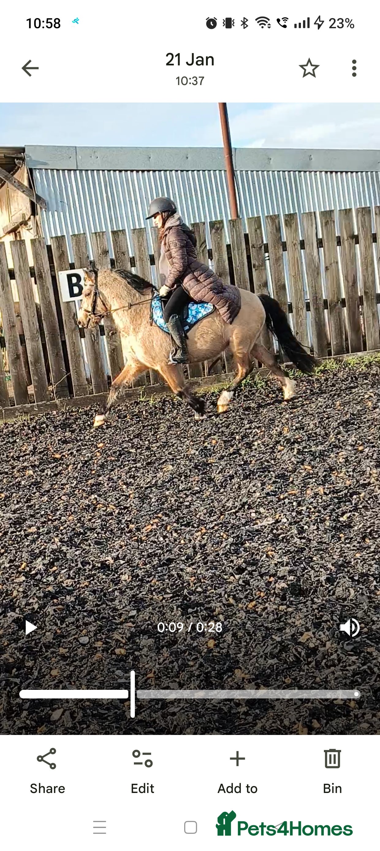 Welsh Section C horses Rising 4 registered Welsh C gelding  - Advert 6