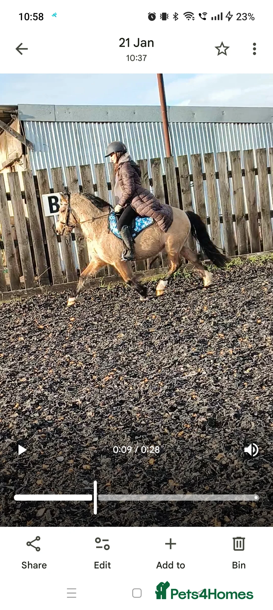 Welsh Section C horses for sale: Rising 4 registered Welsh C gelding  - Advert 1