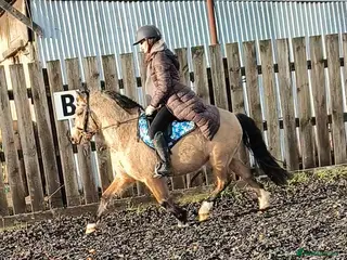 Welsh Section C horses Rising 4 registered Welsh C gelding - Advert 6