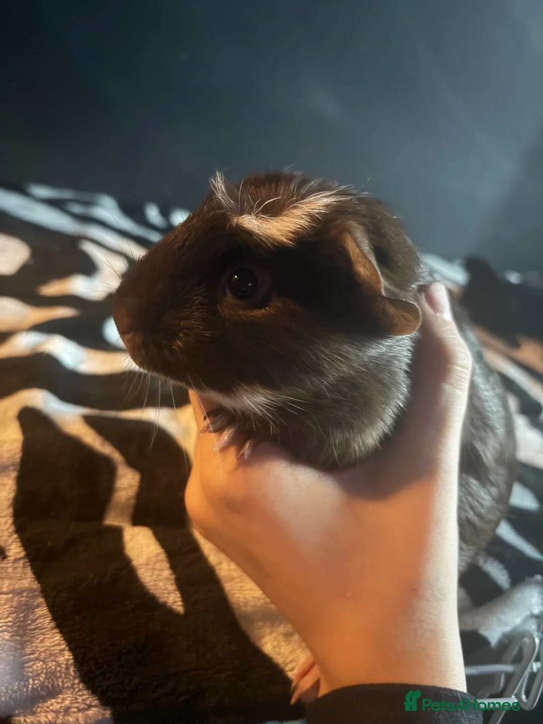 Guinea Pig rodents for sale: two female guinea pigs  - Advert 1