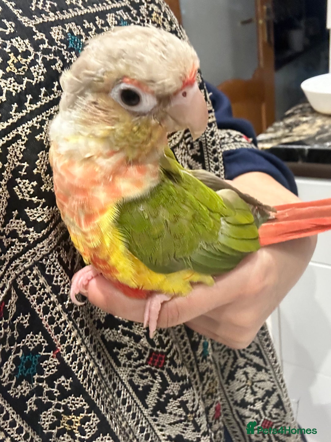 Conures birds for sale: Pineapple concure fully tamed parrot  - Advert 1