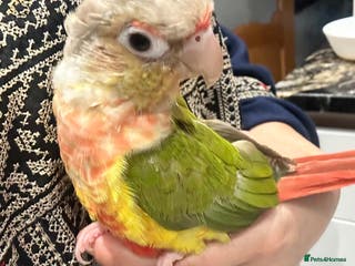 Conures birds Pineapple concure fully tamed parrot - Advert 2