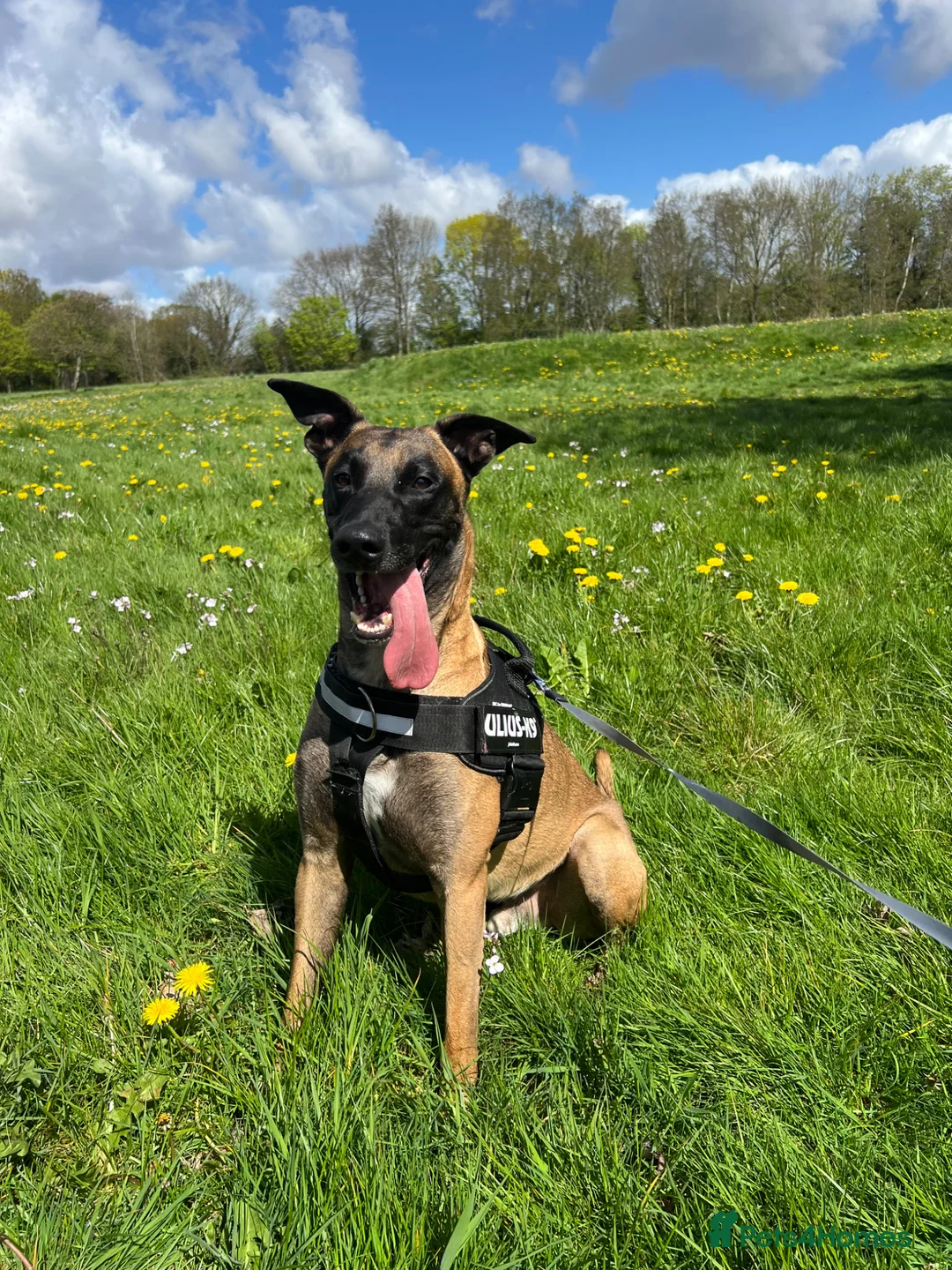 Belgian Shepherd Dog dogs for sale: Rescue - Belgian Malinois  - Advert 1