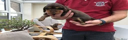 Cocker Spaniel dogs for sale: KC registered Show cocker spaniel  in King's Lynn - Advert 14