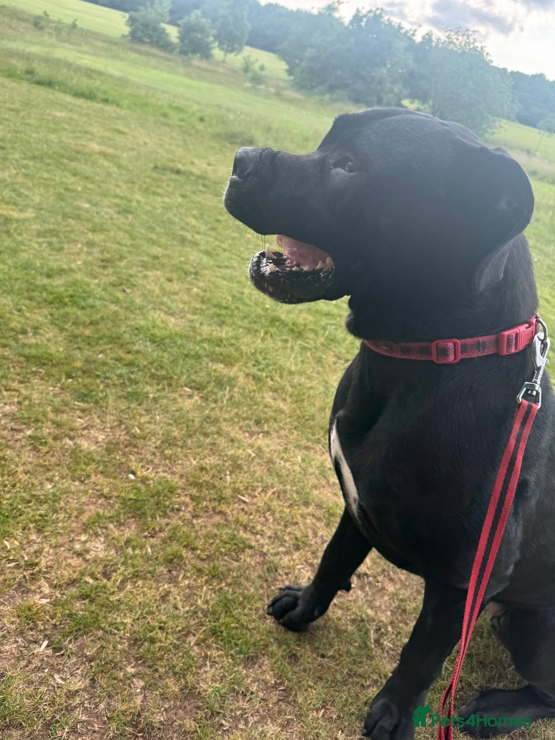 Cane Corso dogs for sale: For sale - Image 7