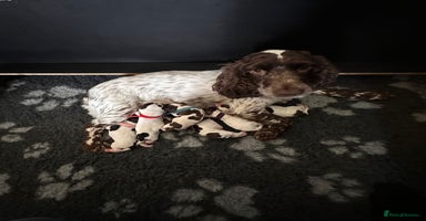 Cocker Spaniel dogs - Advert 15
