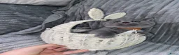 British Shorthair cats for sale: Four adorable British shorthair kittens  in London - Advert 26