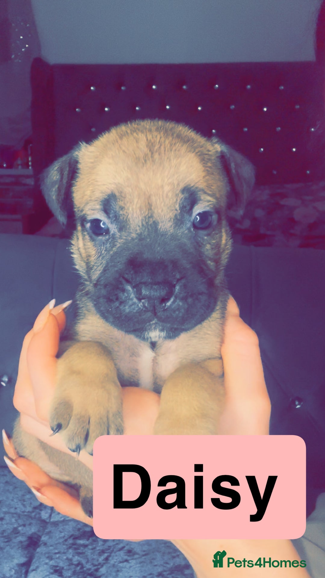 Mixed Breed dogs for sale: Mastiff puppies - Advert 22