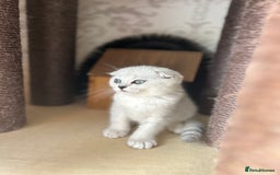 Scottish Fold cats for sale: LAST ONE - READY to LEAVE - PEDIGREE  - Image 2