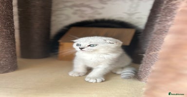 Scottish Fold cats - Advert 5
