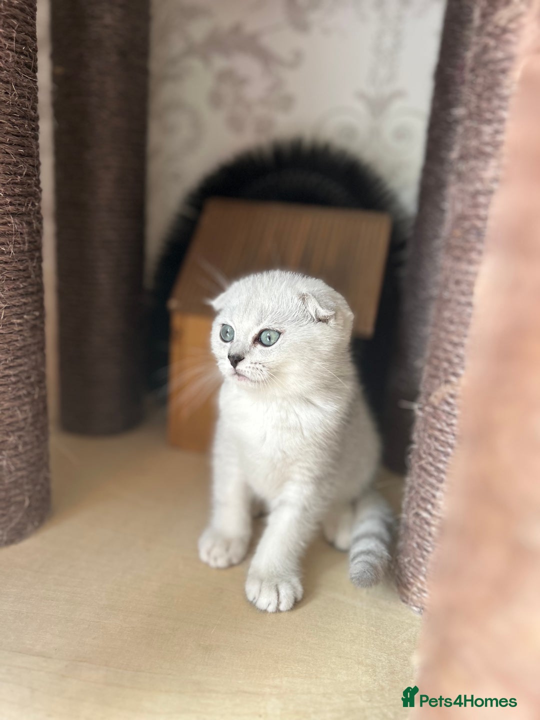Scottish Fold cats for sale: LAST ONE - READY to LEAVE - PEDIGREE  - Image 2
