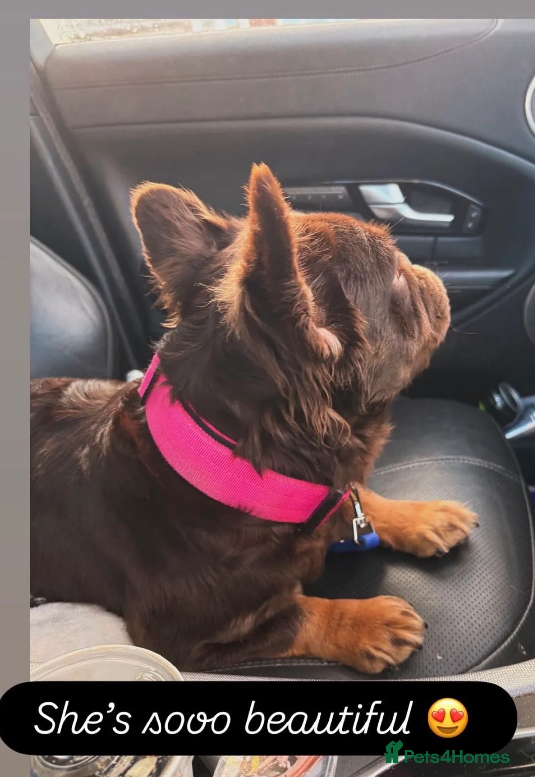 French Bulldog dogs for sale: French bulldog puppies  - Advert 2