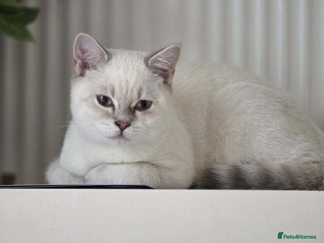 British Shorthair cats for sale: Stunning Silver Tabby Colourpoint BSH,GCCF ACTIVE - Image 7