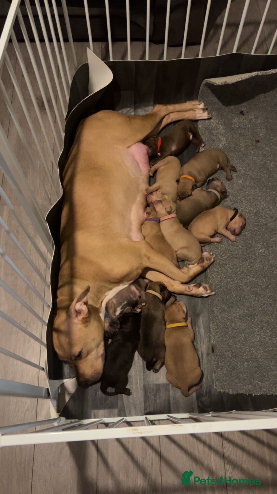 American Bully dogs for sale: Male American bully - Image 8