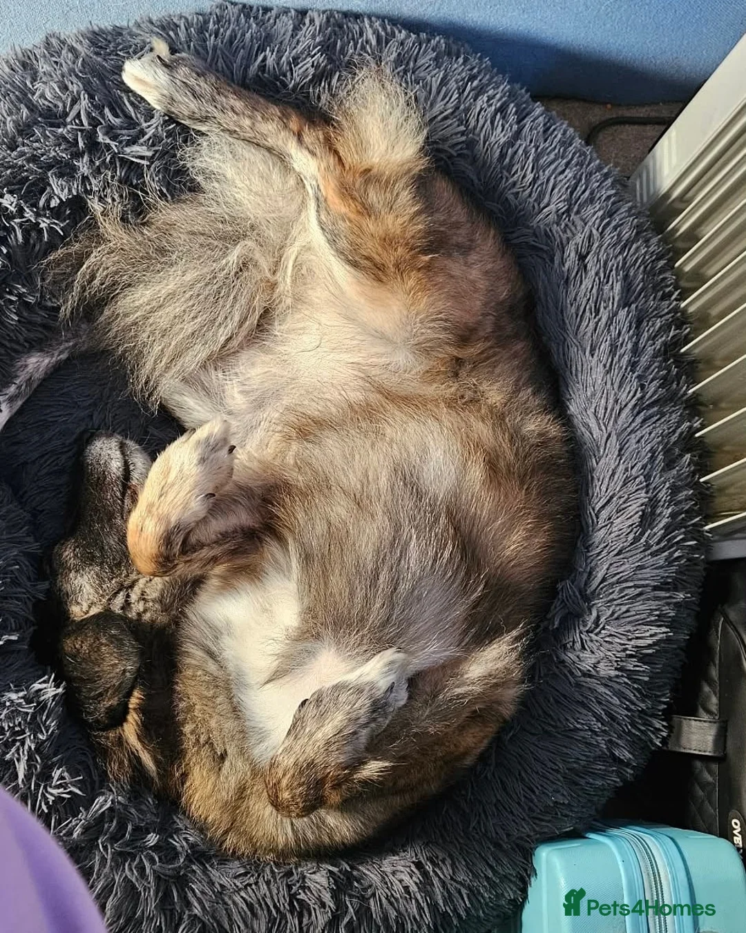 Mixed Breed dogs for adoption: Snuggly Sally - Advert 3