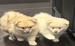 Pomeranian dogs for sale: Pomeranian pups  - Image 8