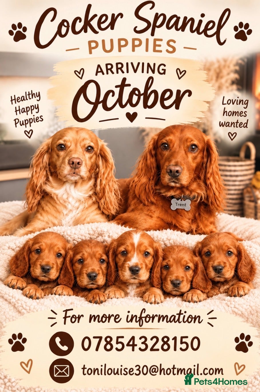 Cocker Spaniel dogs Working cocker spaniel puppies  - Advert 8