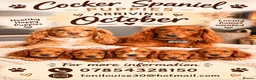 Cocker Spaniel dogs for sale: Working cocker spaniel puppies  in Winsford - Advert 1