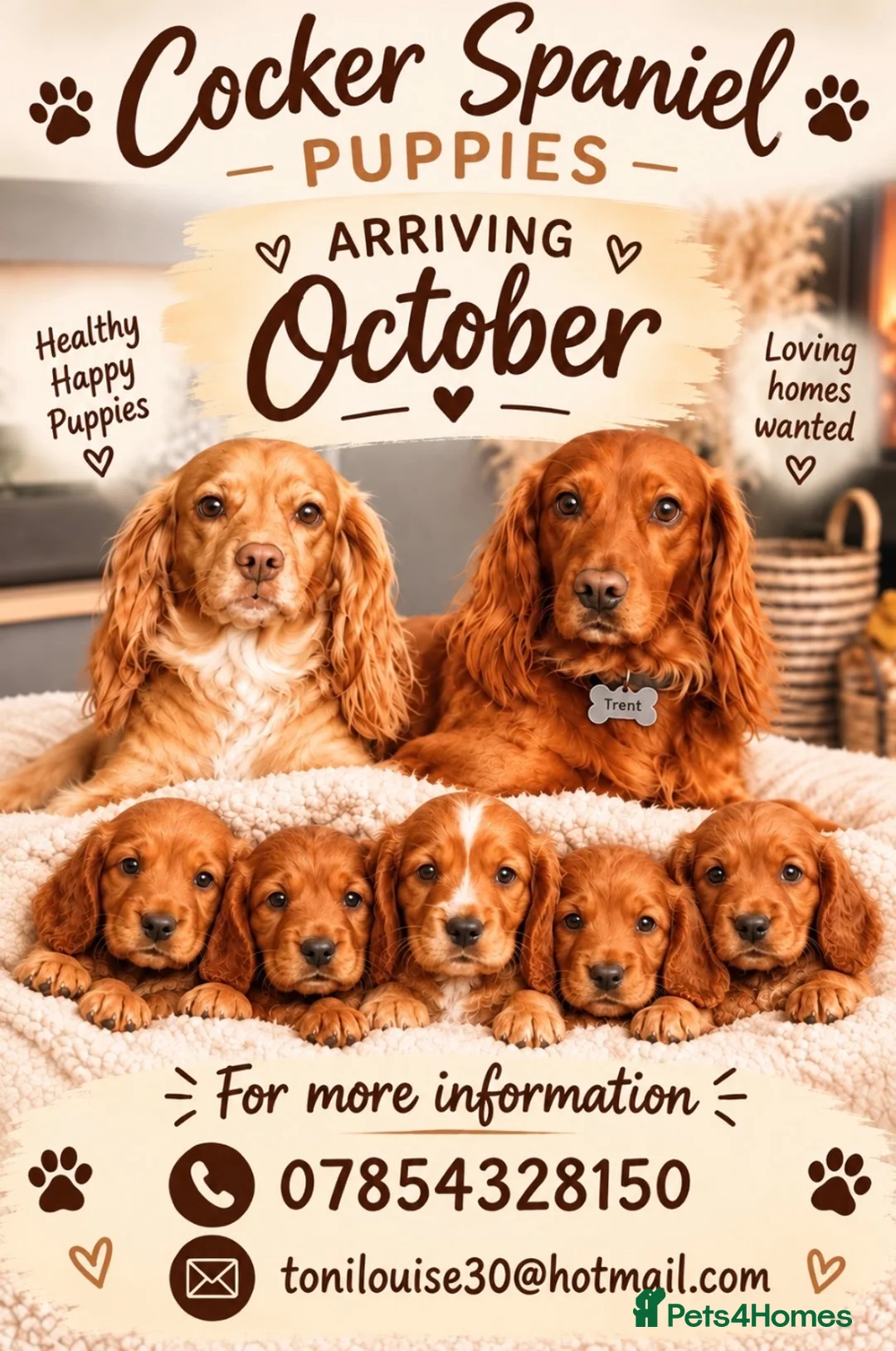 Cocker Spaniel dogs for sale: Working cocker spaniel puppies  in Winsford - Advert 1