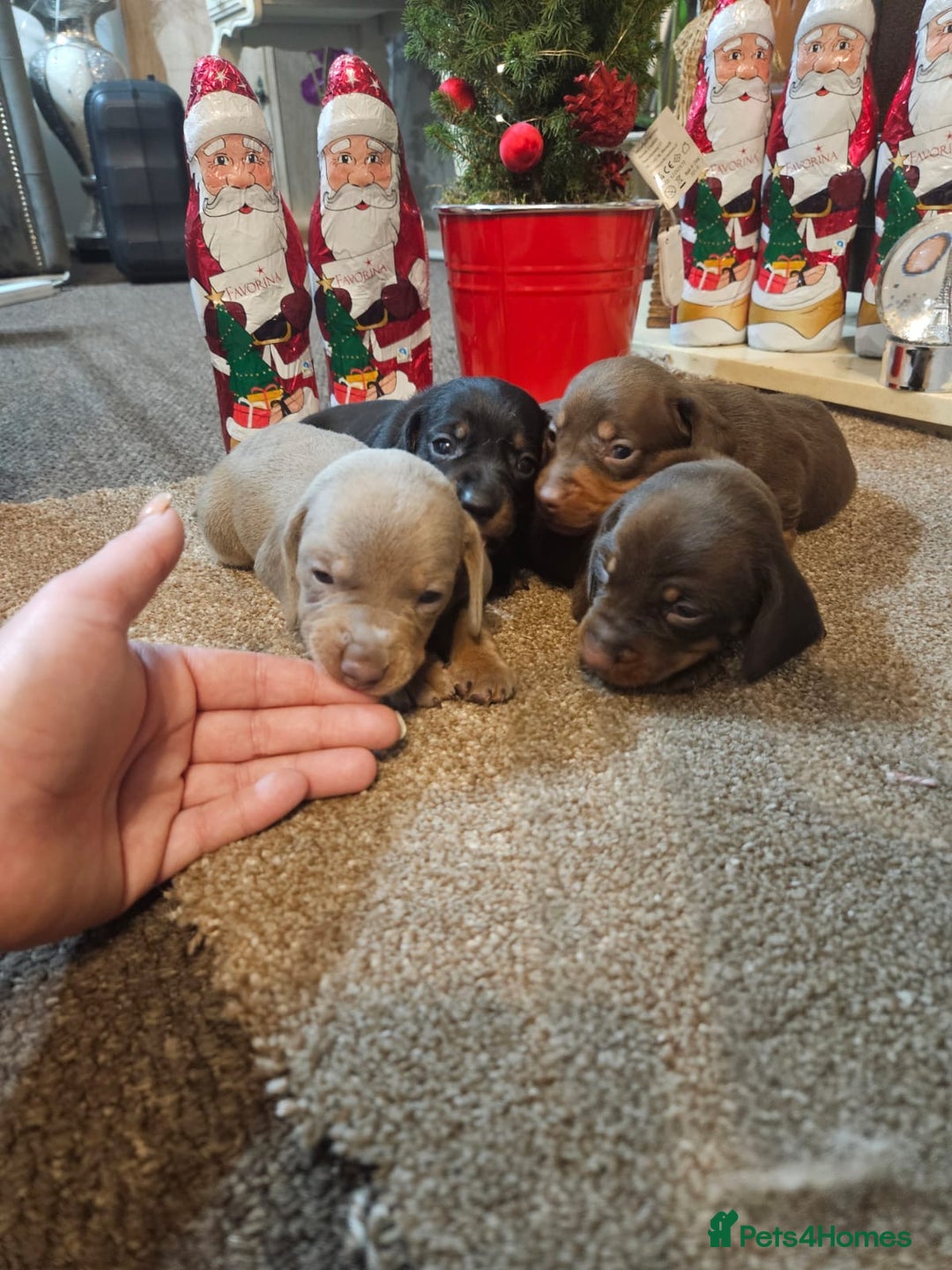 Miniature Dachshund dogs for sale: Gorgeous  **  for  **  dachshund puppy 🐶  - Advert 1