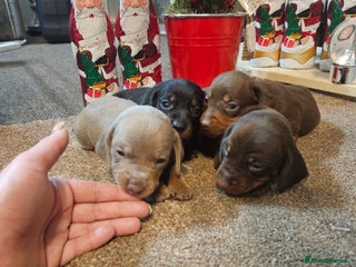 Miniature Dachshund dogs Gorgeous ** for ** dachshund puppy 🐶 - Advert 5